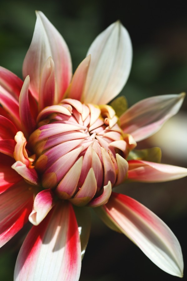 Dahlia Delightful Soul by Joy Watson
